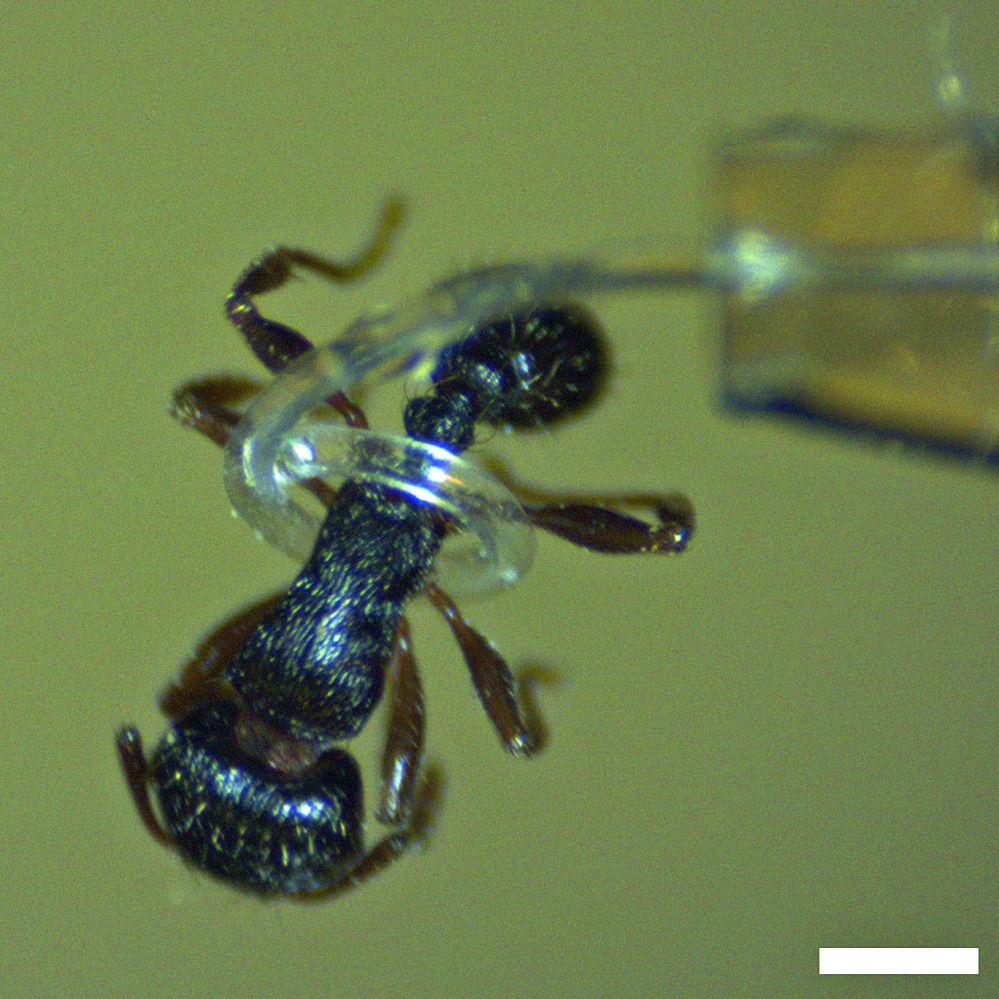 A micro-tentacle developed by Iowa State engineers spirals around an ant. Photo courtesy of Jaeyoun (Jay) Kim. 
